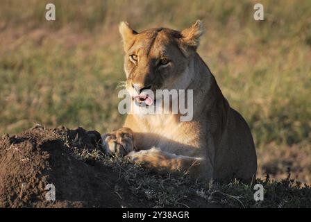 Nahaufnahme von Löwen, die Lippen lecken und sich in der Sonne in ihrem natürlichen Lebensraum sonnen Stockfoto