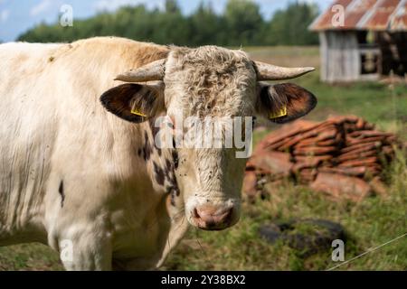 Holsteinbulle im Freien weidet auf dem Bauernhof Stockfoto