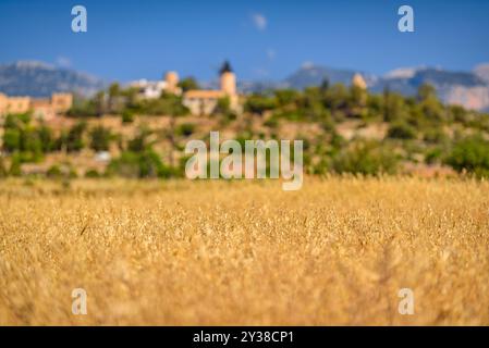 Dorf Santa Eugènia, in der Pla de Mallorca, hinter einigen goldenen Feldern zu Beginn des Sommers (Mallorca, Balearen, Spanien) Stockfoto