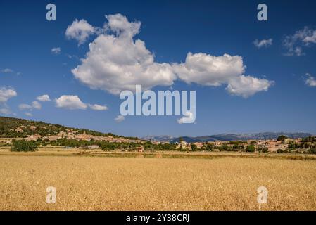 Dorf Santa Eugènia, in der Pla de Mallorca, hinter einigen goldenen Feldern zu Beginn des Sommers (Mallorca, Balearen, Spanien) Stockfoto