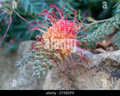 Grevillea Loopy Lou Blume blüht im Garten, australische einheimische Pflanze Stockfoto