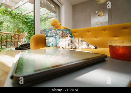 Innenraum mit grünen Pflanzen. Katze, die auf dem Sofa liegt. Holztisch mit Laptop-E-Book-Grafiktablett. Neon an der Wand Stockfoto