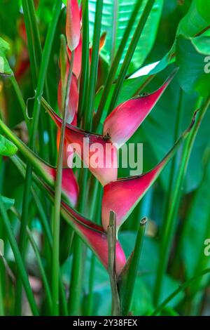 Heliconia stricta natural Zwerg Jamaican Stockfoto