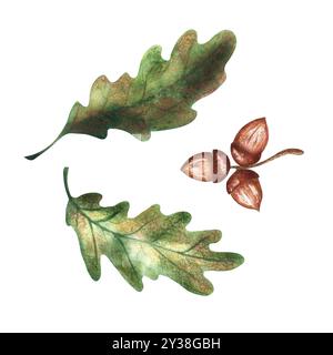 Set von Elementen: Herbsteichenblätter und braune Eicheln. Handgezeichnete Aquarellillustration isoliert auf weißem Hintergrund. Für Design, Dekor, Karten, Drucke Stockfoto