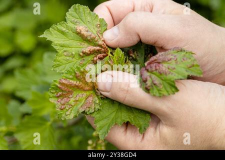 Eine Hand hält rote Johannisbeerblätter, die mit Anthracnose-Pilz infiziert sind. Gallenläuse auf Blättern Stockfoto