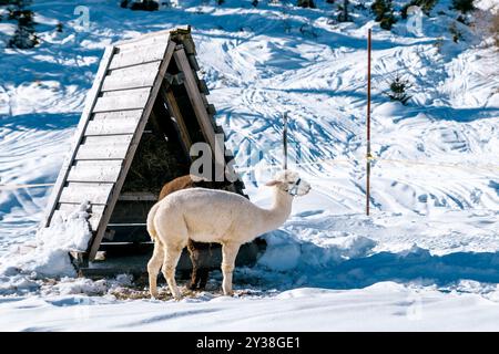 Lamas auf einer Weide auf einem schneebedeckten Hang Stockfoto