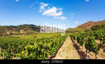 Wunderschöne Weinberge in einer Ebene zwischen Bergen und Hügeln, unter einem spektakulären blauen Himmel. Sardinien, Italien. Traditionelle Landwirtschaft. Stockfoto