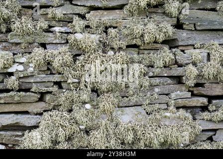 Flechten wachsen an einer Trockenwand in Bressay, Shetland. Stockfoto