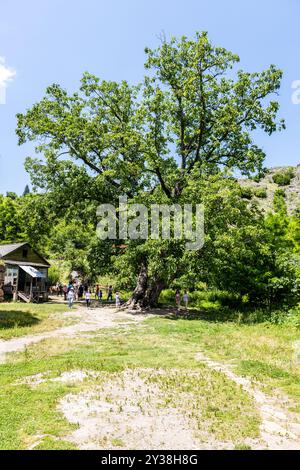 Gosh, Armenien - 6. Juli 2024: Großer Baum und Stall im Hinterhof des Klosters Goschavank, Armenien an sonnigen Sommertagen Stockfoto