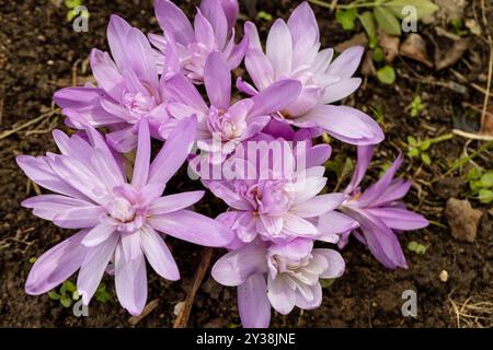 Colchicum autumnale 'Waterlily' eine Herbstblütenbirne Pflanze häufig Bekannt als Autumn Crocus Stock Foto Bild Stockfoto