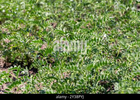 Kichererbsen im Garten mit Blättern. Kichererbsen wachsen. Stockfoto