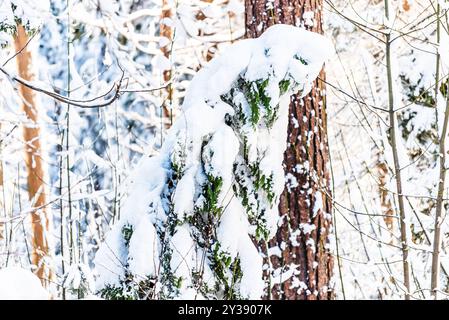 Schneebedecktes Grün mit sonnendurchfluteten Bäumen in einem Winterwald Stockfoto