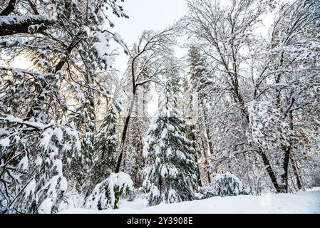 Schneebedeckte Bäume in Yosemite schaffen eine ruhige Winterlandschaft Stockfoto