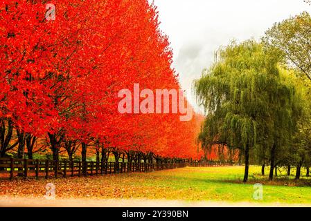 Eine Reihe von leuchtenden roten Ahornbäumen neben einer grünen Weide Stockfoto