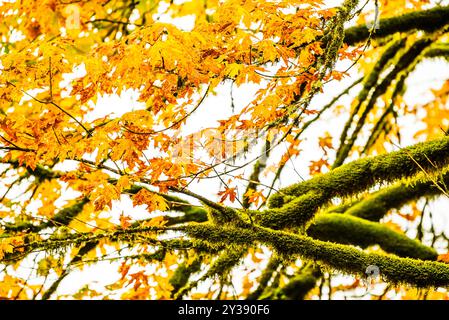 Goldene Herbstblätter und moosbedeckte Zweige in einem Wald Stockfoto