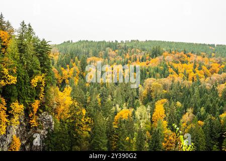 Lebhaftes Herbstlaub in einem dichten Wald mit immergrünen Bäumen Stockfoto