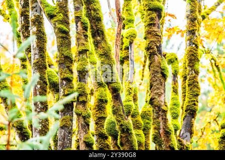 Moosbedeckte Baumstämme in einem dichten Wald mit herbstlichen Farben Stockfoto