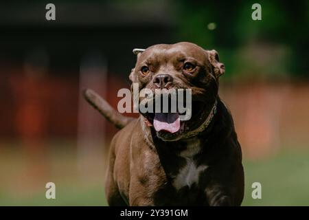 American Pit Bull Terrier Dog Running Lure Course Dog Sport Stockfoto