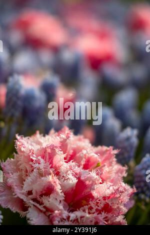 Makroaufnahme von Tulpe mit Wassertropfen, Blumengarten Keukenhof, Lisse, Niederlande Stockfoto