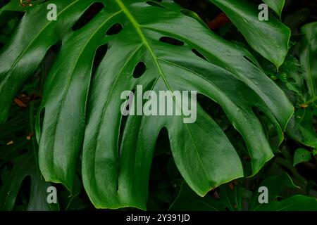 Nahaufnahme der im Garten strukturierten Monstera-Blätter Stockfoto