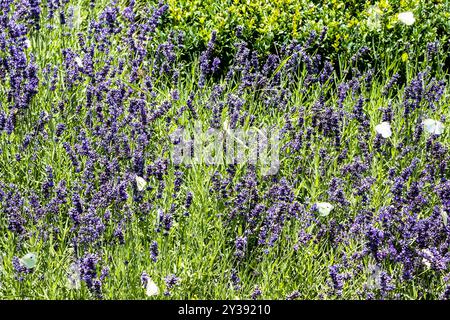 Schmetterlinge fliegen an sonnigen Sommertagen in Etchmiadzin, Armenien, über die Wiese mit blühendem Lavendel Stockfoto