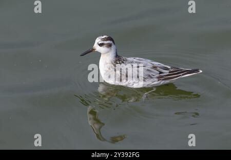 Seltener Besucher Rote Phalaropus (Phalaropus fulicarius) schwimmt in dunkler Herbstzeit auf grauen Gewässern des großen Sees Stockfoto