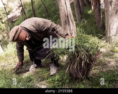 Der Bauer wird Gras aus dem Dorf Hushe sammeln Stockfoto