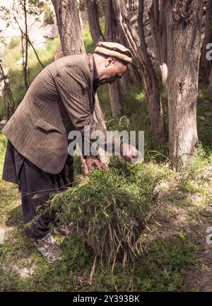 Der Bauer wird Gras aus dem Dorf Hushe sammeln Stockfoto