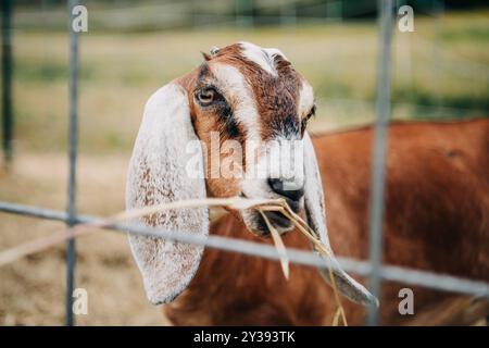 Eine Nahaufnahme einer Ziege, die hinter einem Zaun auf einer Farm Heu kaut Stockfoto