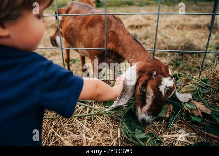 Ein Kind streckt sich, um eine Ziege durch einen Zaun zu streicheln, während sie sich von Blättern ernährt Stockfoto