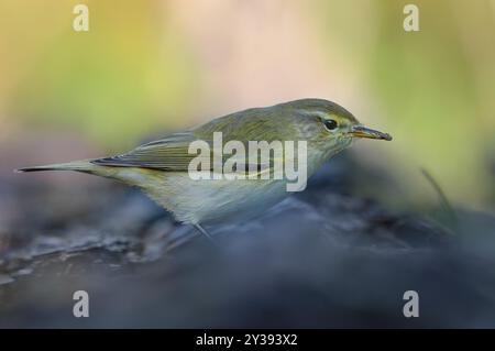 Nahaufnahme des gewöhnlichen Chiffchaff (Phylloscopus collybita), der im Herbst auf einem kleinen trockenen Zweig posiert, mit einer kleinen Spinne im Schnabel Stockfoto