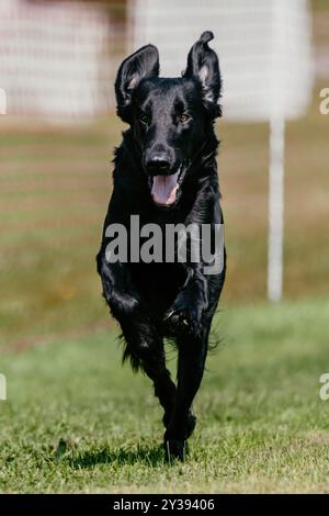 Schwarzer, Flacher Retriever-Lauf-Lure Course Dog Sport Stockfoto