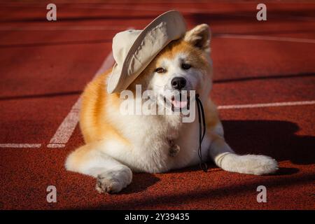 Eine weibliche Akita-Rasse liegt auf rotem Asphalt in einem Hut. Stockfoto