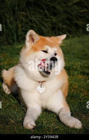 Eine weibliche Akita-Rasse liegt auf dem grünen Gras und leckt sich die Lippen Stockfoto