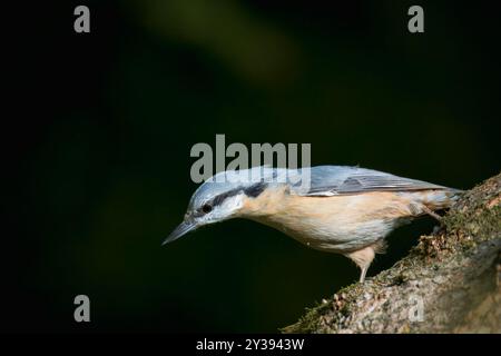 Eurasischer Nuthatch steht auf der Rinde eines Baumstamms. Stockfoto