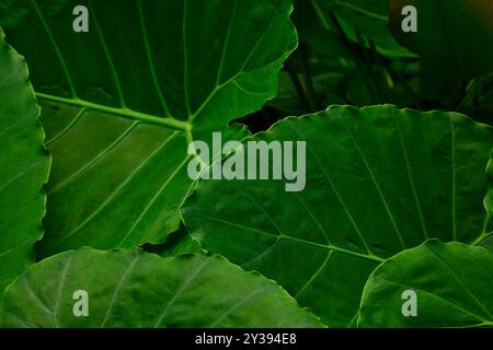 Vollbild-Aufnahme des Hintergrunds des Elefantenohrblatts Stockfoto