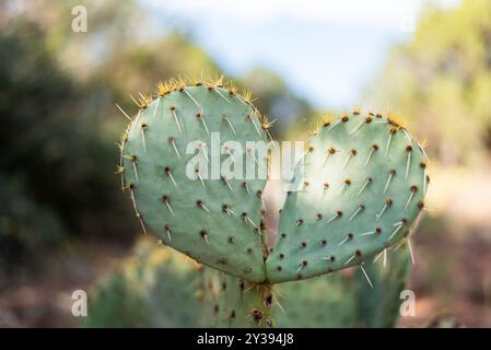 Nahaufnahme eines herzförmigen Feigenkaktus mit weichem Hintergrund. Stockfoto