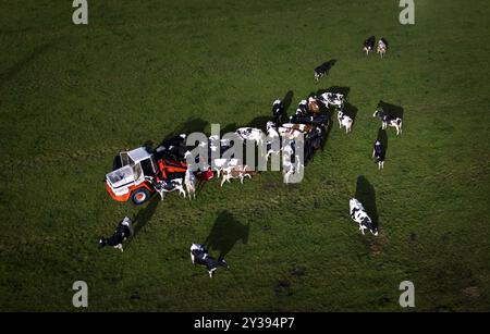 Niederlande, Broek in Waterland. September 2024. Kühe auf einer Wiese in der Nähe von Broek in Waterland. Foto: Ramon van Flymen niederlande raus - belgien raus Stockfoto