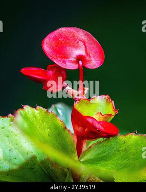 Red Begonia wächst in Devon, Großbritannien. Begonien haben Sepalen, aber keine Blütenblätter. Stockfoto