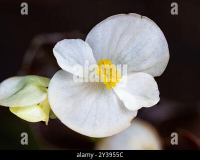 Weiße Begonia wächst in Devon, Großbritannien. Begonien haben Sepalen, aber keine Blütenblätter. Stockfoto