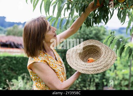 Reife Frau pflückt reife Pfirsiche von einem Baum in einem sonnigen Obstgarten und legt sie in einen Strohhut. Eine Szene der natürlichen, biologischen Obsternte in einer rur Stockfoto