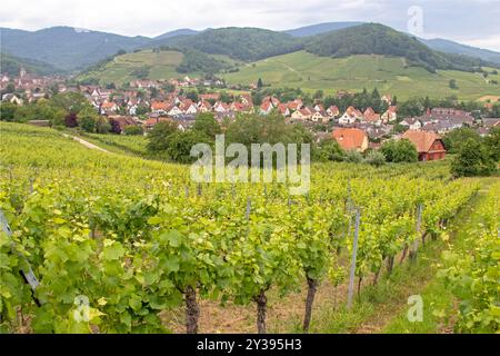 Andlau und seine Weinberge vom umliegenden Hügel aus gesehen. Elsass. Bas-Rhin Stockfoto