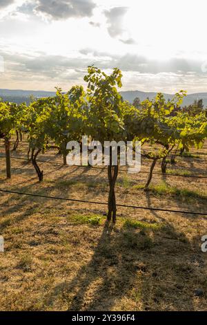 Sonnenlicht strömt durch Weinberge und wirft lange Schatten Stockfoto