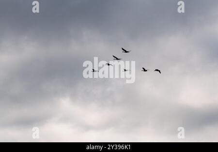 Eine Schar Kanadiengänse, die in V-Form über einen bewölkten Himmel fliegen. Stockfoto