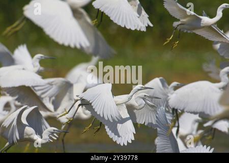 Kleiner Reiher (Egretta garzetta), Gruppe startet, Italien, Toskana Stockfoto