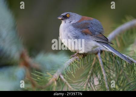 Mexikanischer Junco, gelb-äugiger Junco (Junco phaeonotus), männlicher, der auf einem Zweig sitzt, USA Stockfoto