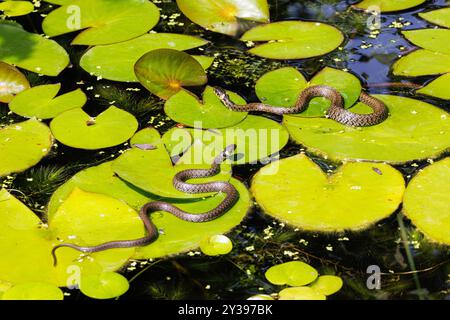 Grasschlange (Natrix natrix), Jagdfrösche auf Lilienblättern, Deutschland, Bayern, Isental Stockfoto