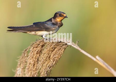 Scheunenschwalbe (Hirundo rustica), sitzend auf Gras, Italien, Toskana Stockfoto