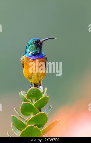 Orangebrüsten Sunbird (Anthobaphes violacea, Nectarinia violacea), auf einem Busch sitzend, Südafrika, Westkap Stockfoto