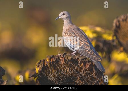 Schildkrötentaube, europäische Schildkrötentaube (Streptopelia turtur), thront auf einer getrockneten Sonnenblume, Italien, Toskana, Lago di Massaciuccoli; Bonifica Stockfoto
